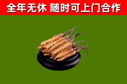 呼和浩特市烟酒回收冬虫夏草.jpg